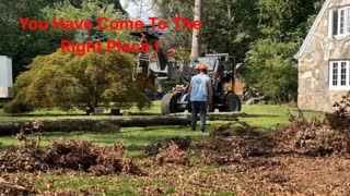 Arbor Plus : Tree Removal in Salt Lake City, UT
