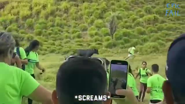 When Animals Go Crazy  Funny Animal Fails 2024