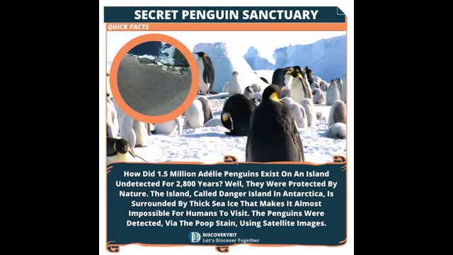 Penguins The Mystery Of Danger Island