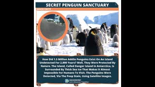 Penguins The Mystery Of Danger Island