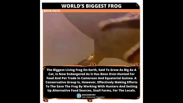 World's Biggest Frog_ Battling Extinction In Cameroon And Equatorial Guinea