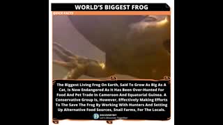 World's Biggest Frog_ Battling Extinction In Cameroon And Equatorial Guinea