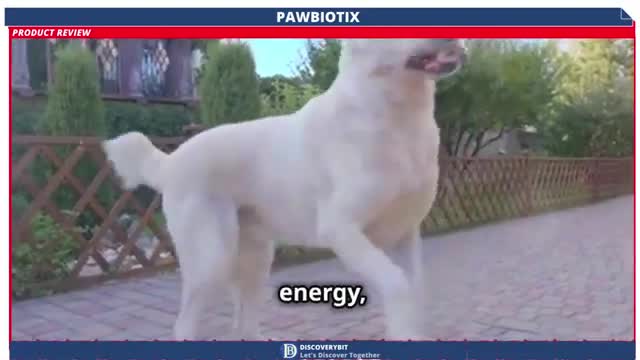 Could This Be The Answer To Your Dogs Gut Problems