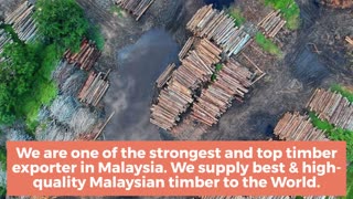 Top, Excellent, High Quality Timber Exporter, Supplier in Malaysia
