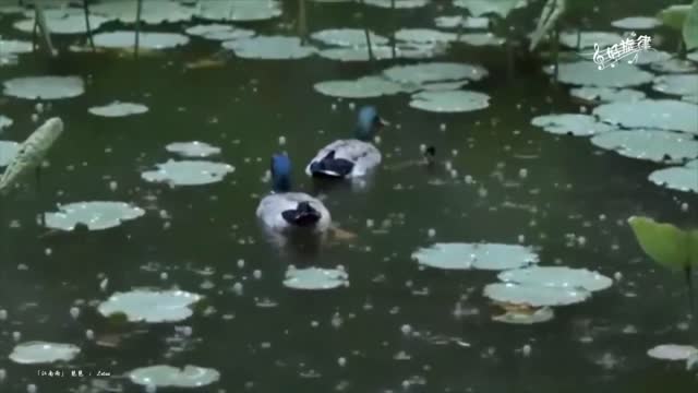 #好旋律 I #江南春雨 I #琵琶 - 视频 - 淨泉音樂原創