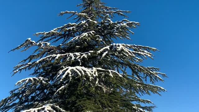 The Joy of Awakening