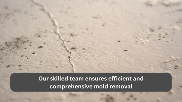 Mold removal Los Angeles