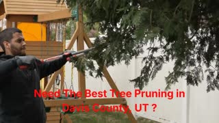 Timber Cuts Tree Service : Tree Pruning in Davis County, UT