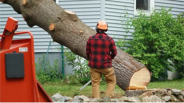Timber Cuts Tree Service : Tree Pruning in Weber County, UT