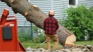 Timber Cuts Tree Service : Tree Pruning in Weber County, UT