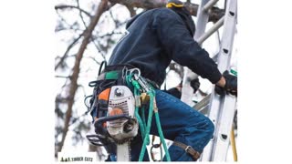 Timber Cuts Tree Pruning Service in Centerville, UT