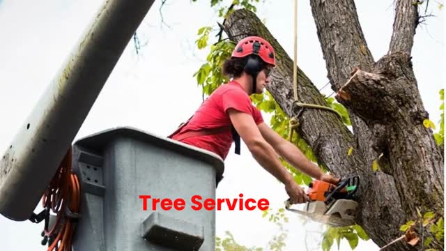 Timber Cuts Tree Service in Kaysville, UT | (801) 335-9650