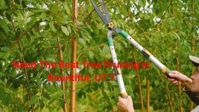 Timber Cuts Tree Service : Tree Pruning in Bountiful, UT