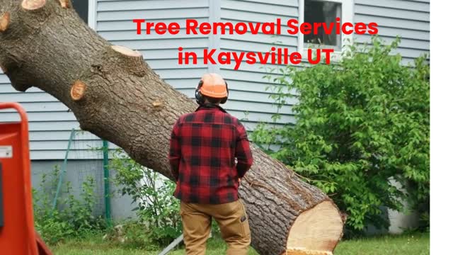 Timber Cuts Tree Service : #1 Tree Removal Services in Kaysville, UT