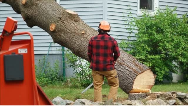 Timber Cuts Tree Service : Affordable Tree Service in Kaysville, UT