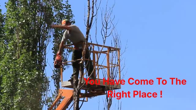 Timber Cuts Tree Service : Tree Removal in Bountiful, UT