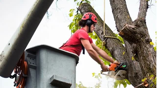 Timber Cuts Tree Service : Tree Removal in Weber County, UT