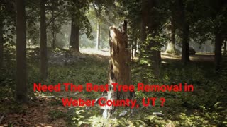 Timber Cuts Tree Service : Tree Removal in Weber County, UT