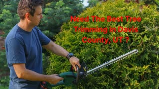 Timber Cuts Tree Service : Tree Trimming in Davis County, UT