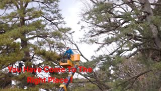 Timber Cuts Tree Service : Tree Pruning in Salt Lake County, UT