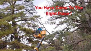 Timber Cuts Tree Trimming Service in Farmington, UT