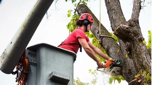 Timber Cuts Tree Service : Tree Removal in Layton, UT 