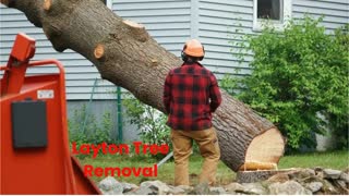 Timber Cuts Tree Service : Tree Removal in Layton, UT 
