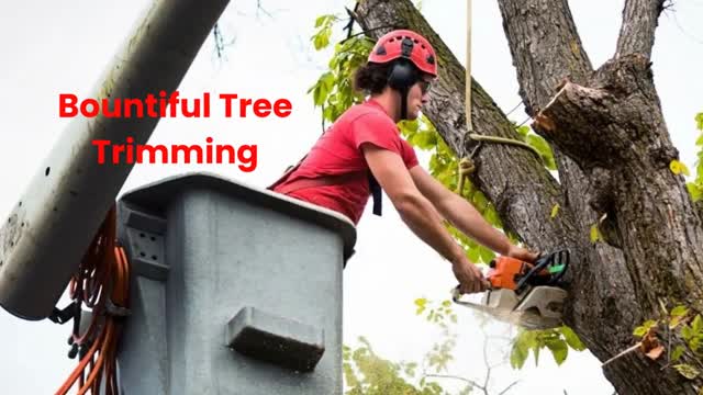Timber Cuts Tree Service : Tree Trimming in Bountiful, UT
