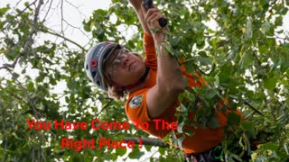 Timber Cuts Tree Service : Tree Trimming in Bountiful, UT