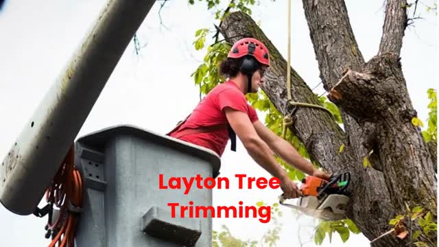 Timber Cuts Tree Service : Tree Trimming in Layton, UT
