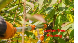 Timber Cuts Tree Service : Tree Pruning in Layton, UT  
