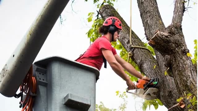 Timber Cuts Tree Service : Tree Removal in Davis County, UT