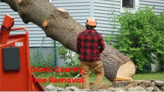 Timber Cuts Tree Service : Tree Removal in Davis County, UT