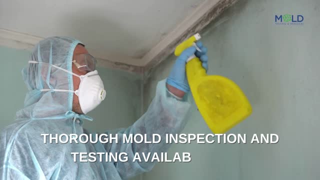 WELCOME TO MOLD TESTING AND REMOVAL