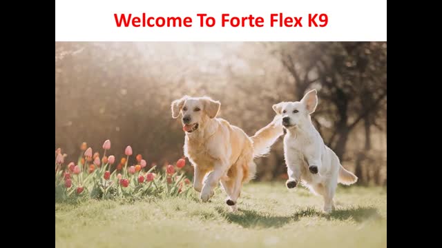 Forte Flex K9 : Dog Arthritis Supplement