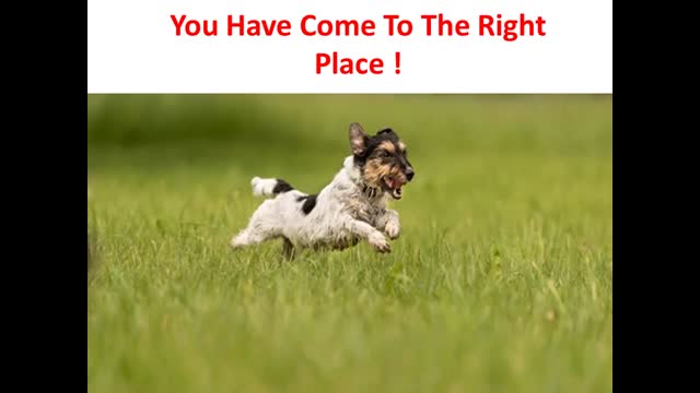Forte Flex K9 : Dog Joint Supplement
