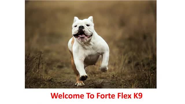 Forte Flex K9 - Best Supplements For Dogs With Arthritis