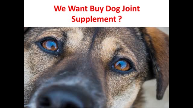 Forte Flex K9 : #1 Dog Joint Supplement