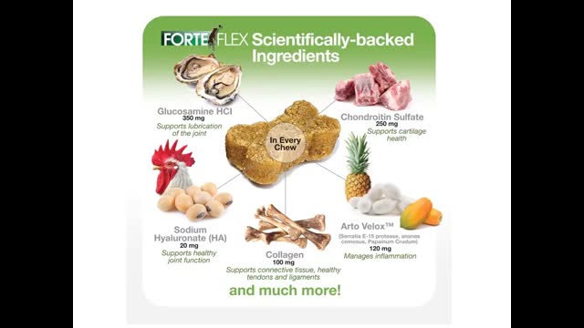 Forte Flex K9 : Dog Mobility Supplement