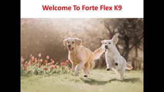 Forte Flex K9 : Dog Mobility Supplement